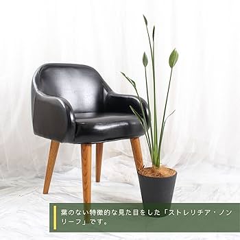 Amazon｜ストレリチア ノンリーフ 6号 受け皿付 【観葉植物 本物